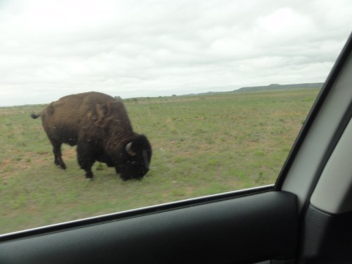 buffalo bison at caprock canyons state park tx canyon buffalo bison at caprock canyons state park tx canyon
