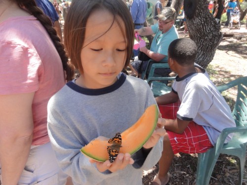 wimberley butterfly festival wimberley butterfly festival