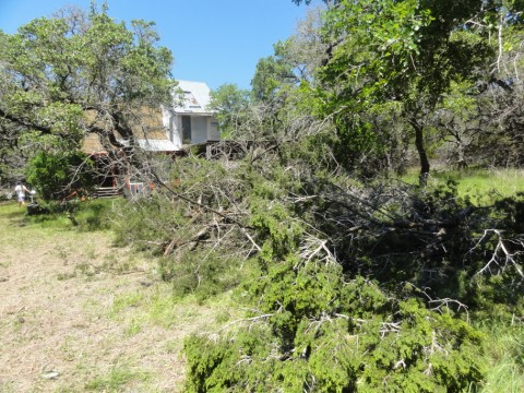 cedar tree slaughter.  I hate cedar trees!