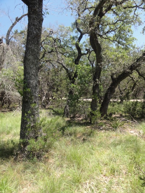 baby cedar tree snuggling with mature oak