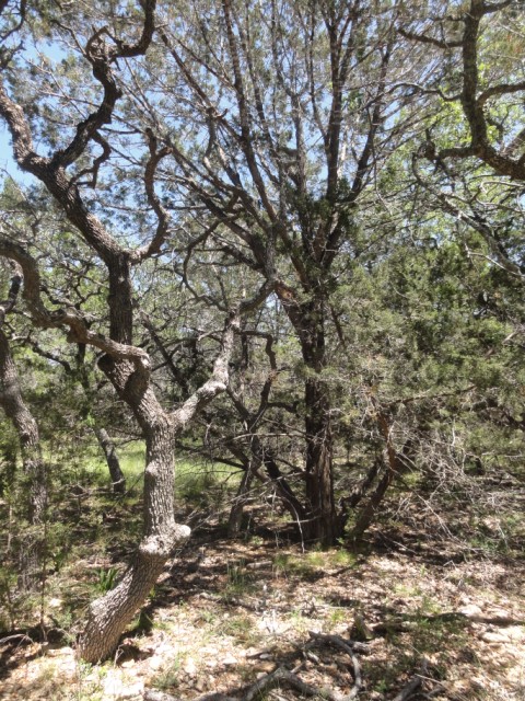 cedar tree deprives oaks of precious resources