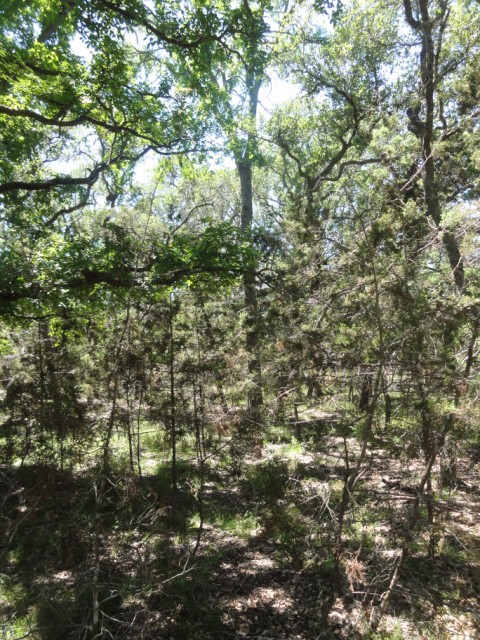 cedar tree takeover