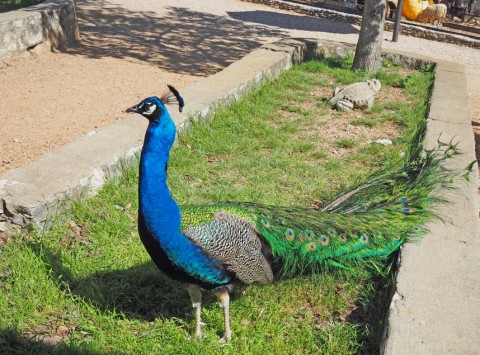 peacock at the austin zoo