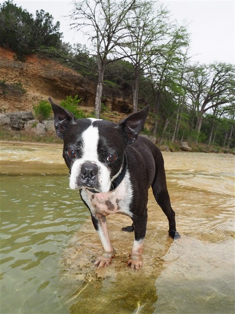 boton terrier marvin rio frio 