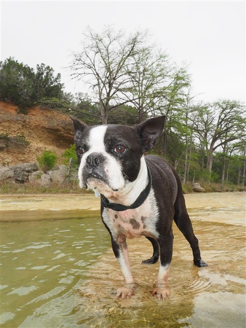 marvin the sad android boston terrier garner state park rio frio