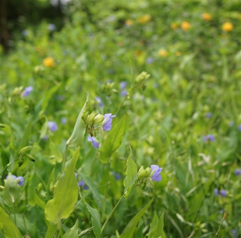 wildflowers austin westlake