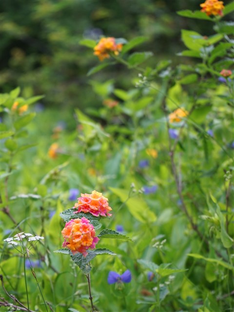 wildflowers central texas austin west lake hills 