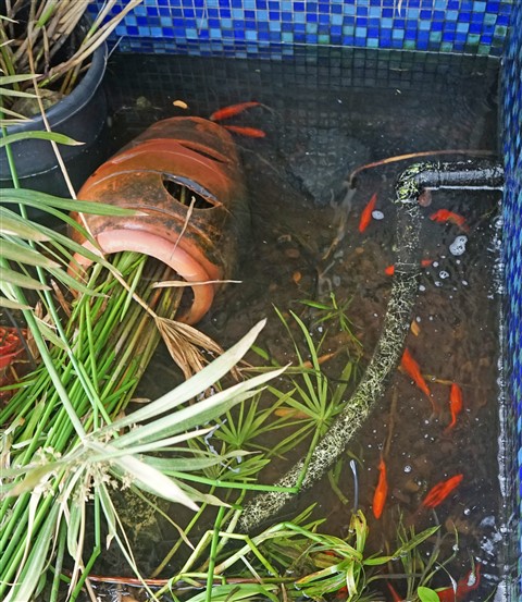 raccoon destruction of koi pond and snails