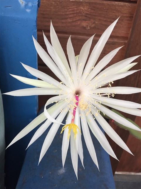 cactus flower austin may 2nd 2016