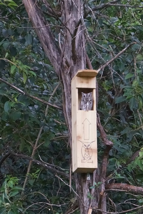 small hooter