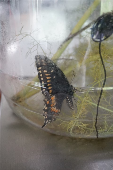 dash the catepillar metamorphasized 