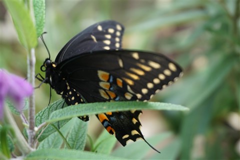 butterfly of westlake