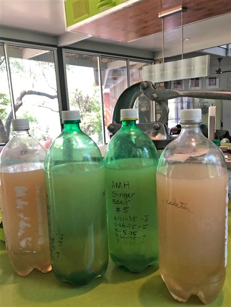 ginger beer homemade