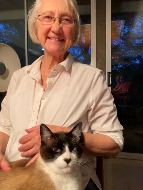 kreamer the feral siamese snowshoe cat of austin