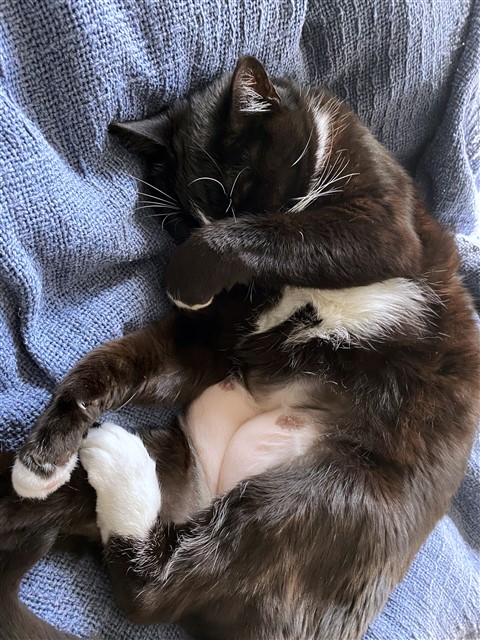 fat cat tuxedo light sensetive sleeping in the day