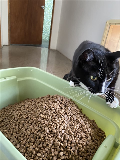 fresh food day for the cats