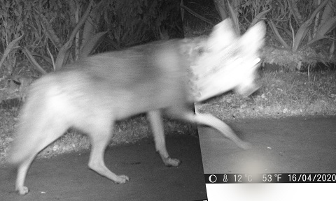 coyote west lake hills tx 78746