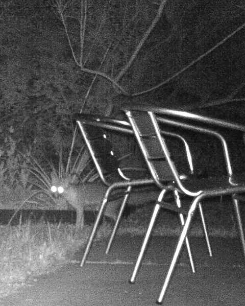 fox 78746 west lake hills
