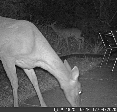 deer westlake austin