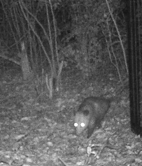 opossum west lake hills 78746