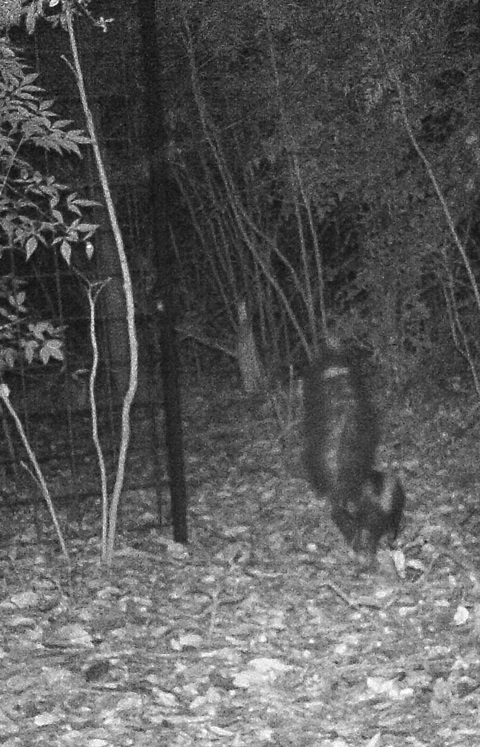 skunk austin 78746