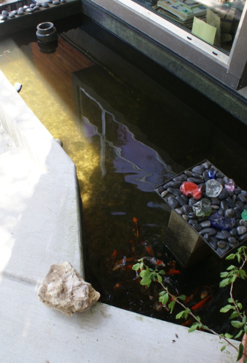 koi