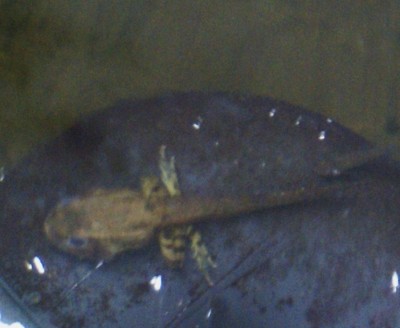 frogish