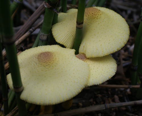 shrooms