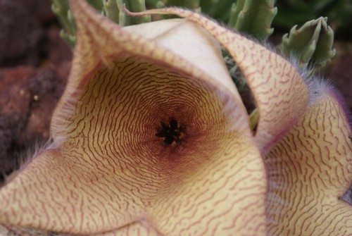 alien plant