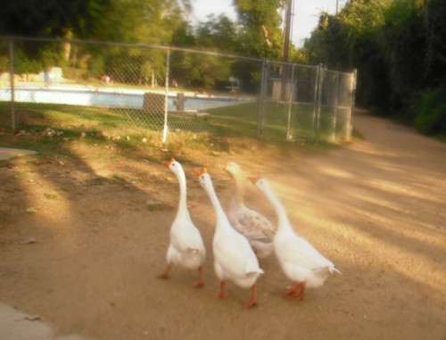 emerging from the water like babes