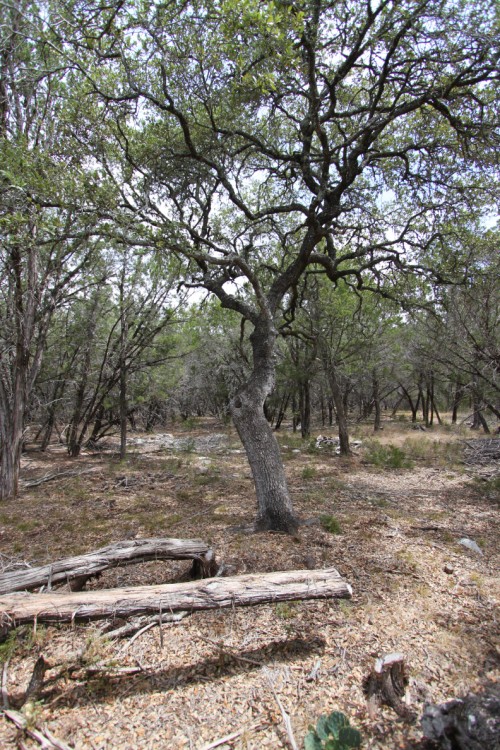 oak that was liberated from the oppressive cedar trees