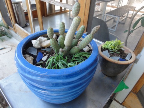 east austin succulents in south austin