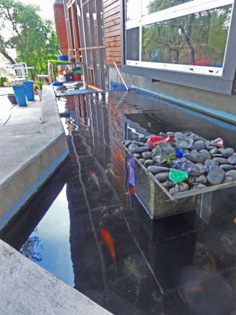 koi pond negative edge austin