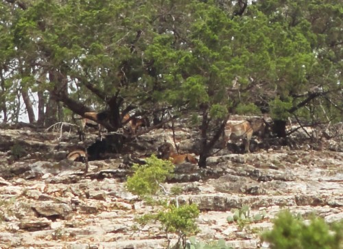 wild mountain goats ram at garner state park texas