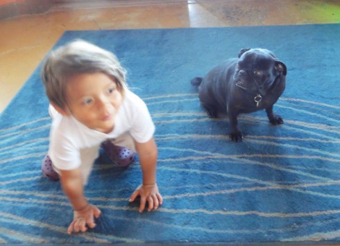 middleton brewing co pug is confused middleton brewing co pug is confused