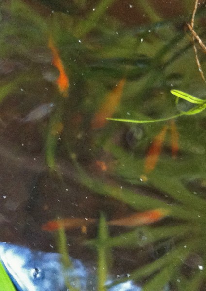 baby koi baby koi