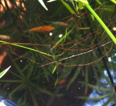 baby koi baby koi