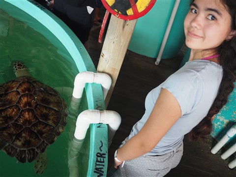 south padre island ridley turtle rescue