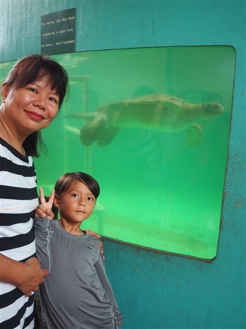 south padre island turtle hospital 