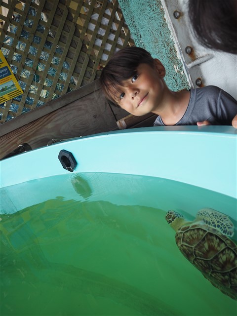 south padre island turtle hospital