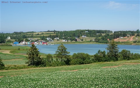 malpeque bay PEI