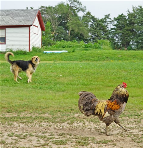 nebraska farm rooster
