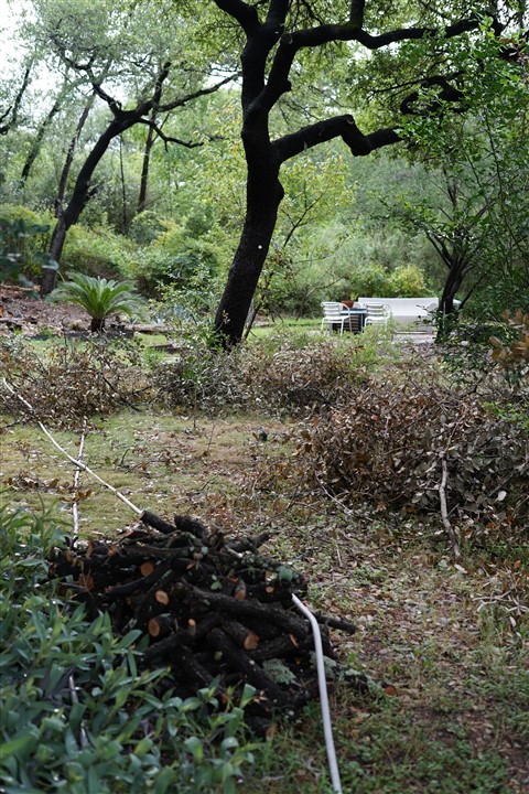 oak tree trimming season west lake hills tx 78746
