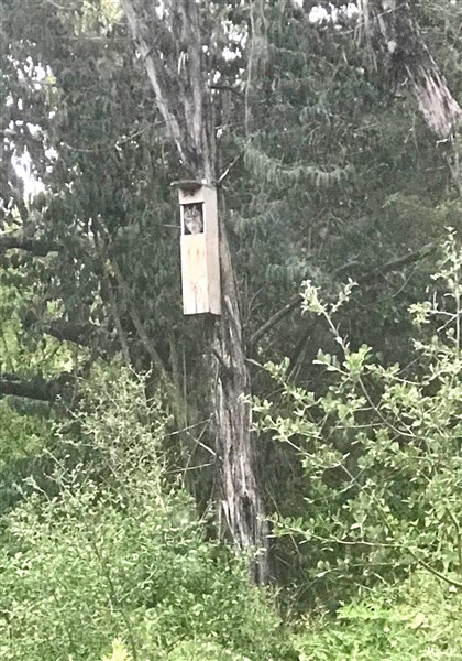 owl box 78746 west lake hills tx