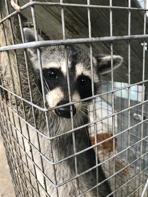 the MASTERMIND family of genius raccoon