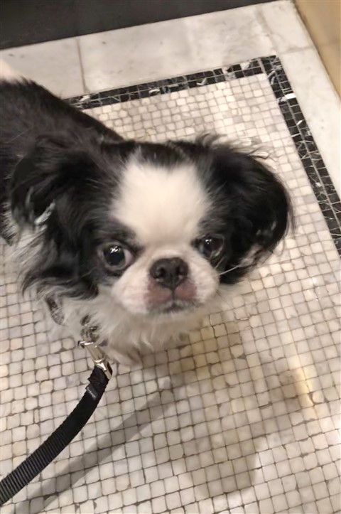 stepdog goji chicago