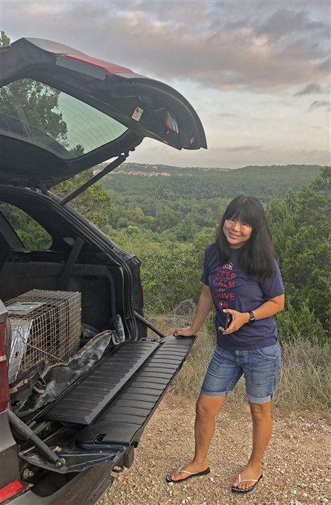 the mastermind raccoon of commons ford ranch