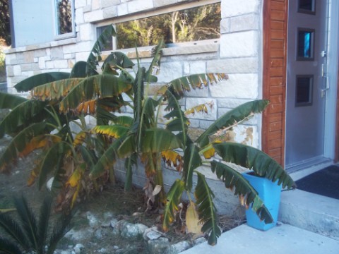 freeze in central texas