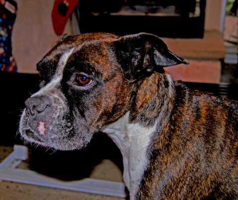 eichler is on home detention