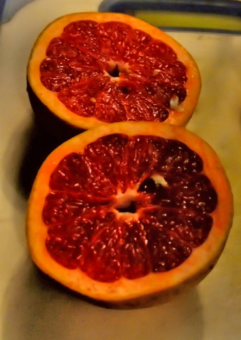 texas ruby red rio star grapefruit texas ruby red rio star grapefruit